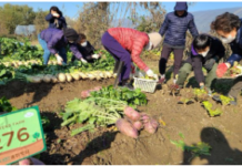 송파구, 주말농장 ‘솔이텃밭’ 분양…도시농부 대모집!