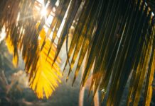 풍수해·폭염 피해 최소화에 총력…범정부 여름철 재난대책 추진 brown plant on brown soil during daytime