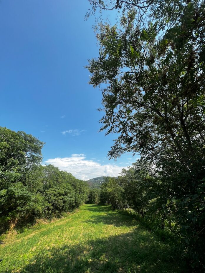 Photo by sohrab zia a grassy field with trees and mountains in the background
