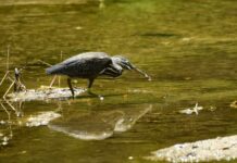 계절 따라 머무는 하늘 위의 생명, 광릉숲에서 만나는 철새들
