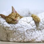 만성피로, 일상 속 작은 변화를 통한 해소법 주목받아 orange tabby cat sleeping on white pet bed