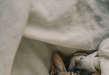 뇌를 청소하는 시간: 수면 위생이 치매 예방의 첫걸음인 이유 a cat sleeping in a blanket