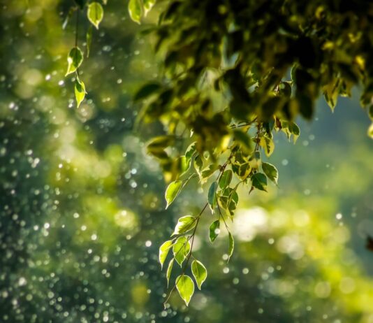 ‘대체요법’ 일상에서 가까워지다…몸과 마음 위한 새로운 건강 루틴 인기 selective focus photo of green vine
