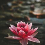 “마음 건강 챙기기, 일상 속 작은 변화로부터 시작하세요” pink and white lotus flower