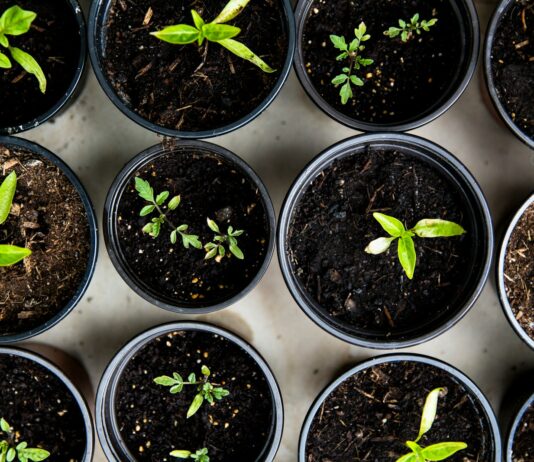 “일상 속 웰니스, 작지만 확실한 변화가 건강을 만든다” green leafed seedlings on black plastic pots