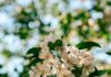 뇌건강, 일상에서 챙기자… 쉬운 습관이 만드는 맑은 머리 Sunlit white apple blossoms against a blurred green background.