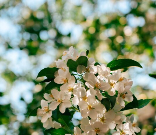 뇌건강, 일상에서 챙기자… 쉬운 습관이 만드는 맑은 머리 Sunlit white apple blossoms against a blurred green background.