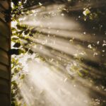 만성피로, 일상적 피로와 달라… ‘마이크로 휴식’ 등 건강한 루틴이 대안 sun rays coming through trees